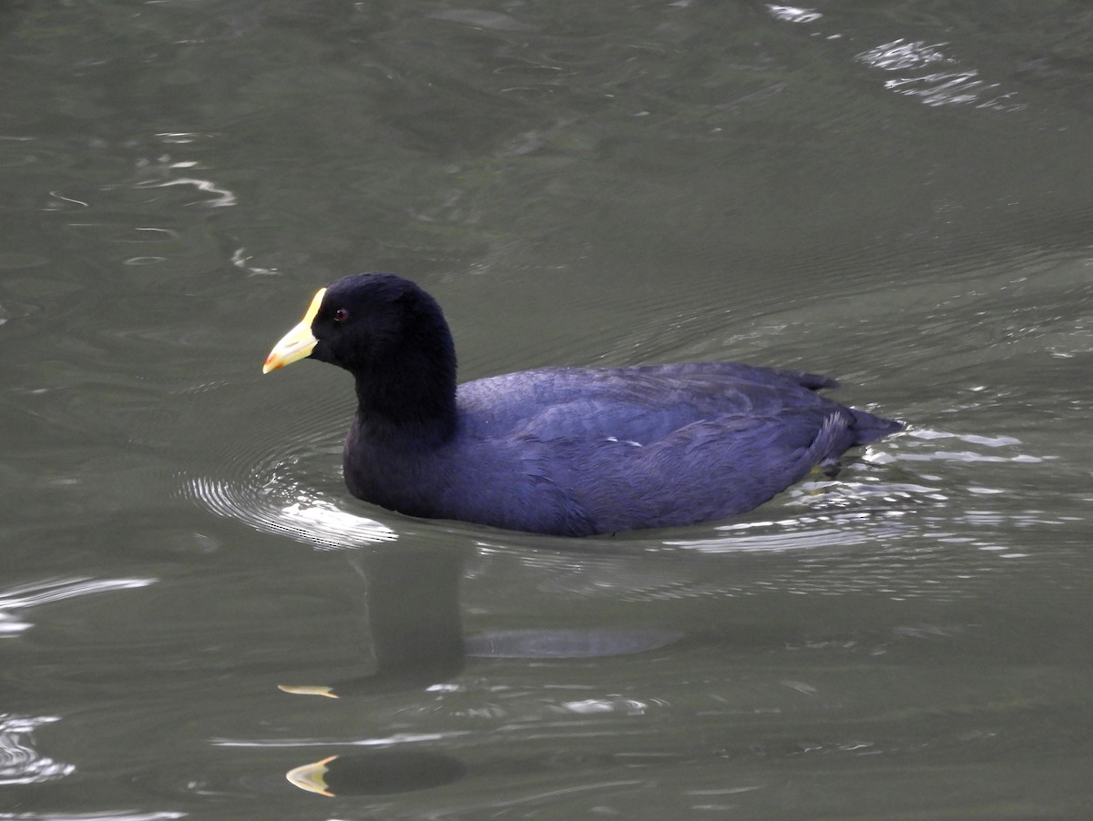 White-winged Coot - ML582941351