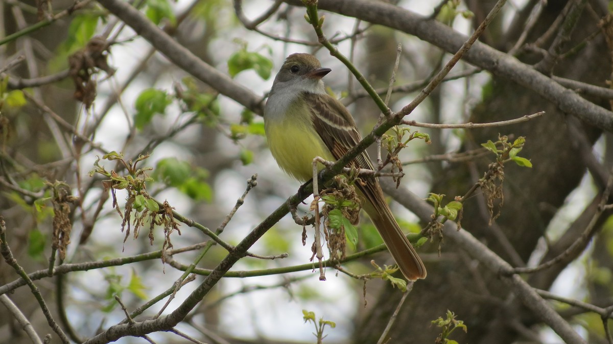 Great Crested Flycatcher - ML58294161