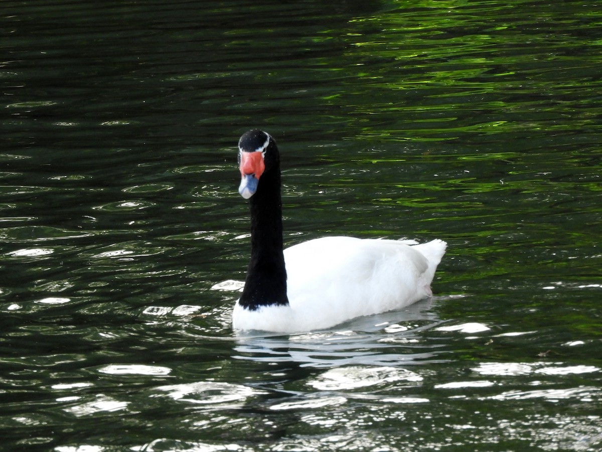Black-necked Swan - Gonzalo Diaz