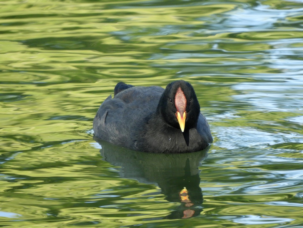 Red-fronted Coot - ML582942341