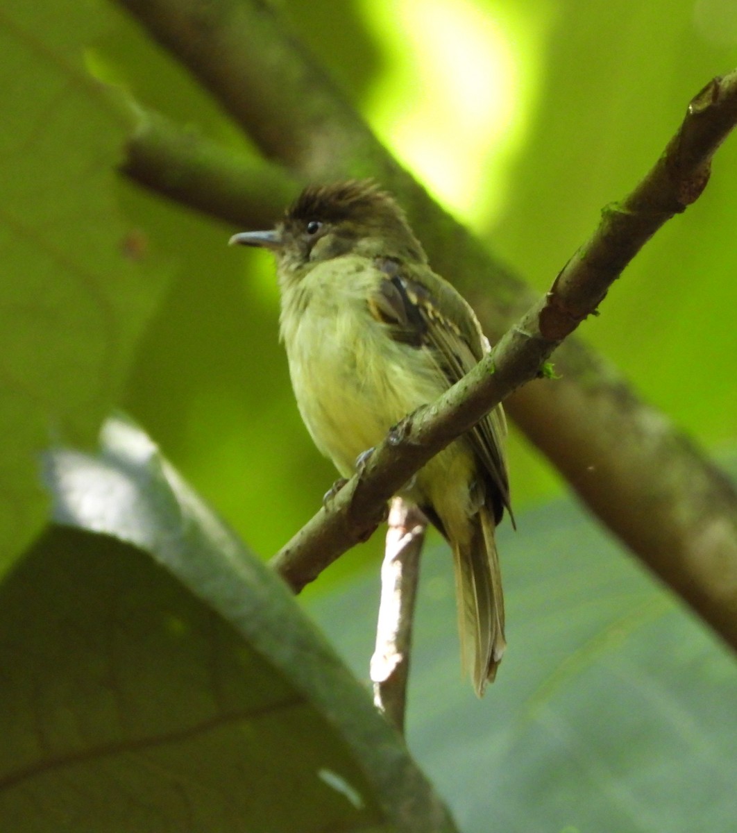 Sepia-capped Flycatcher - ML582942551