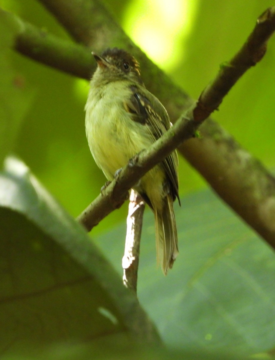 Sepia-capped Flycatcher - ML582942581