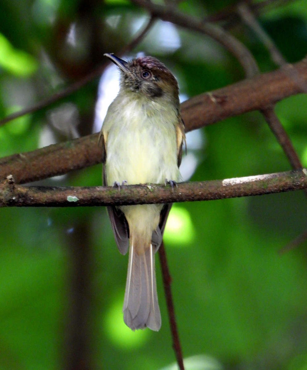 Sepia-capped Flycatcher - ML582942591