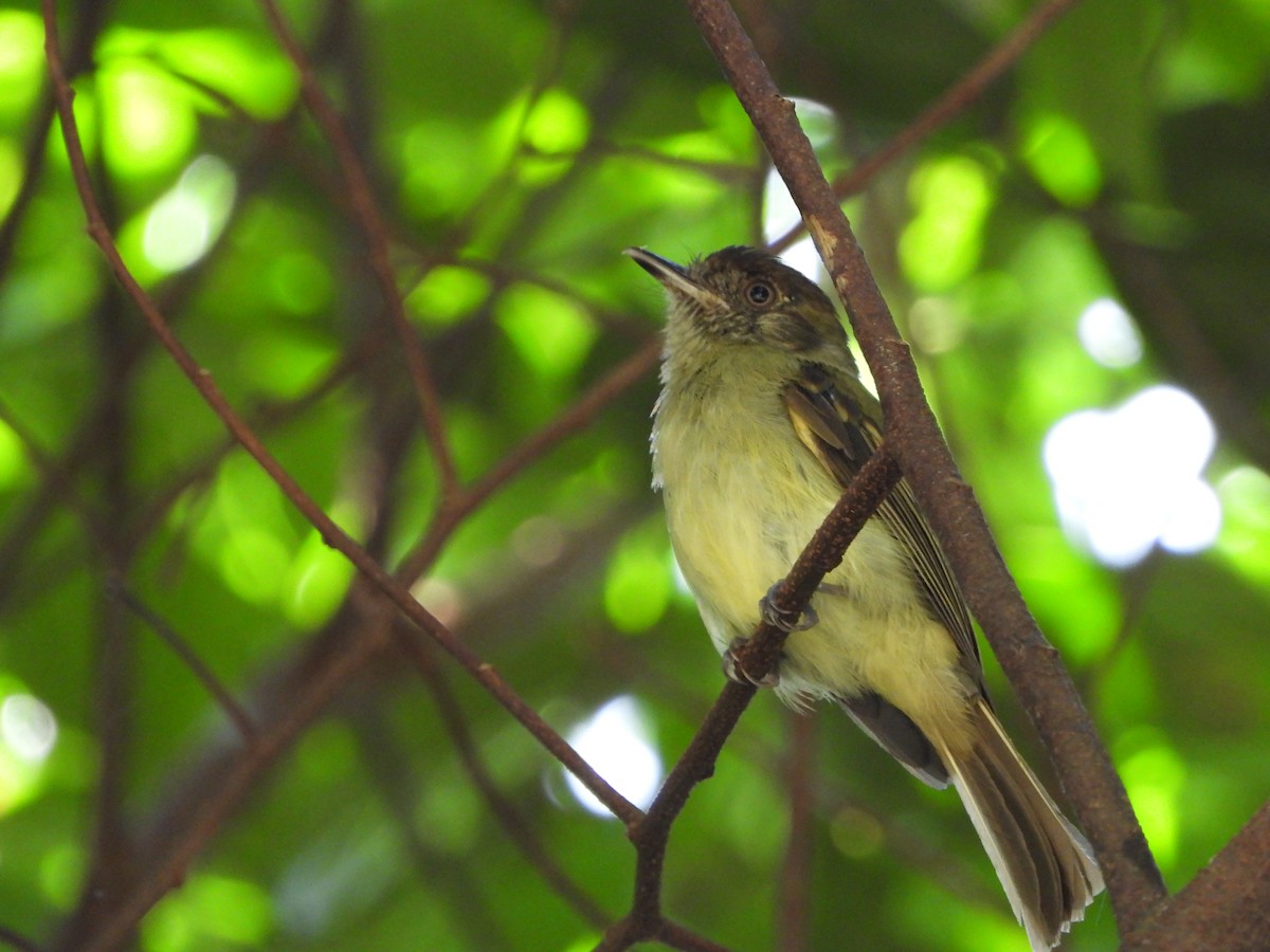 Sepia-capped Flycatcher - ML582942611