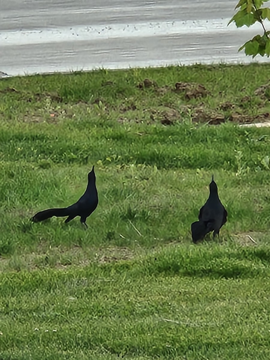 Great-tailed Grackle - ML582944711