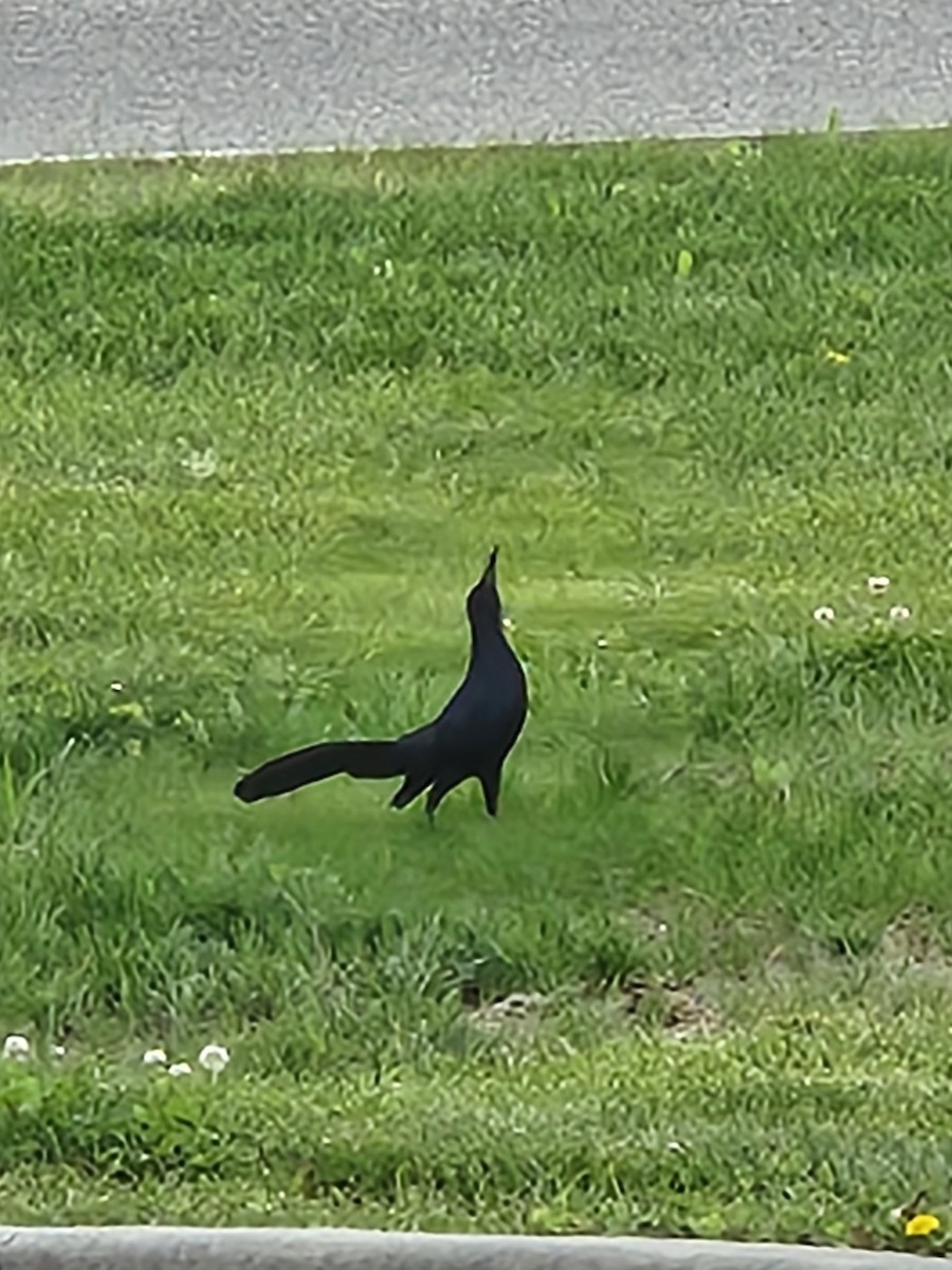 Great-tailed Grackle - ML582944771