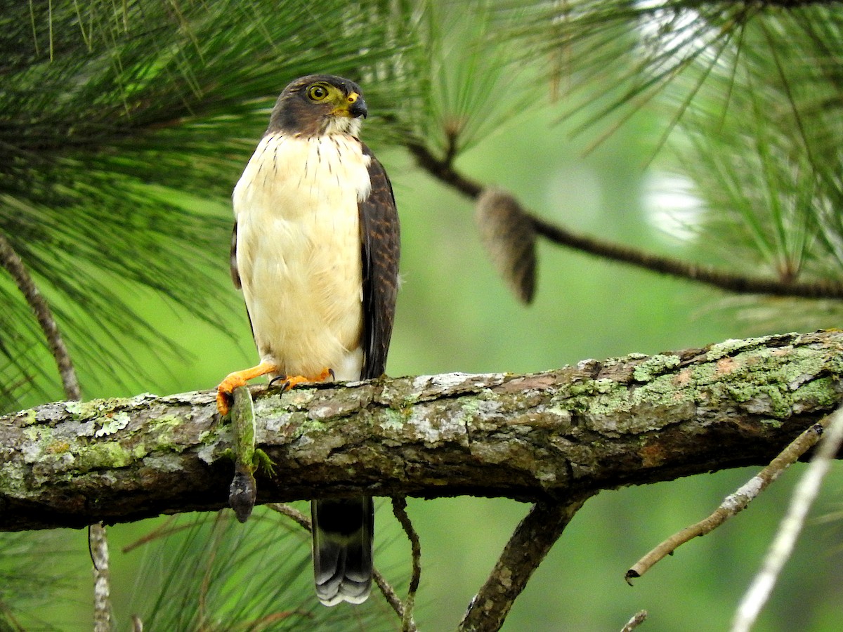 Double-toothed Kite - ML582950811