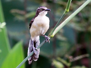  - Black-capped Donacobius