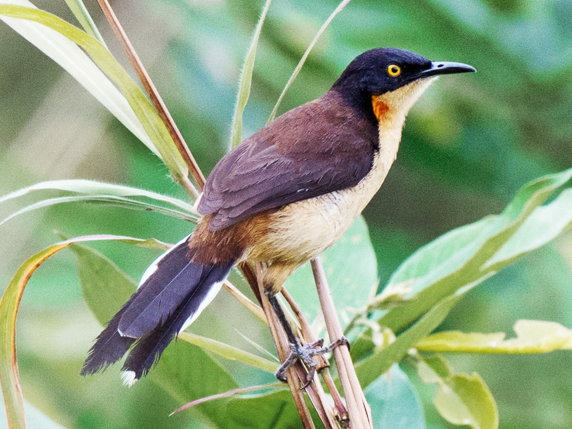 Black-capped Donacobius - Hudson - BirdsRio