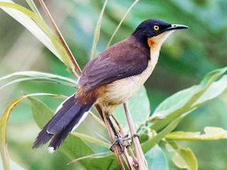  - Black-capped Donacobius