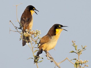  - Black-capped Donacobius
