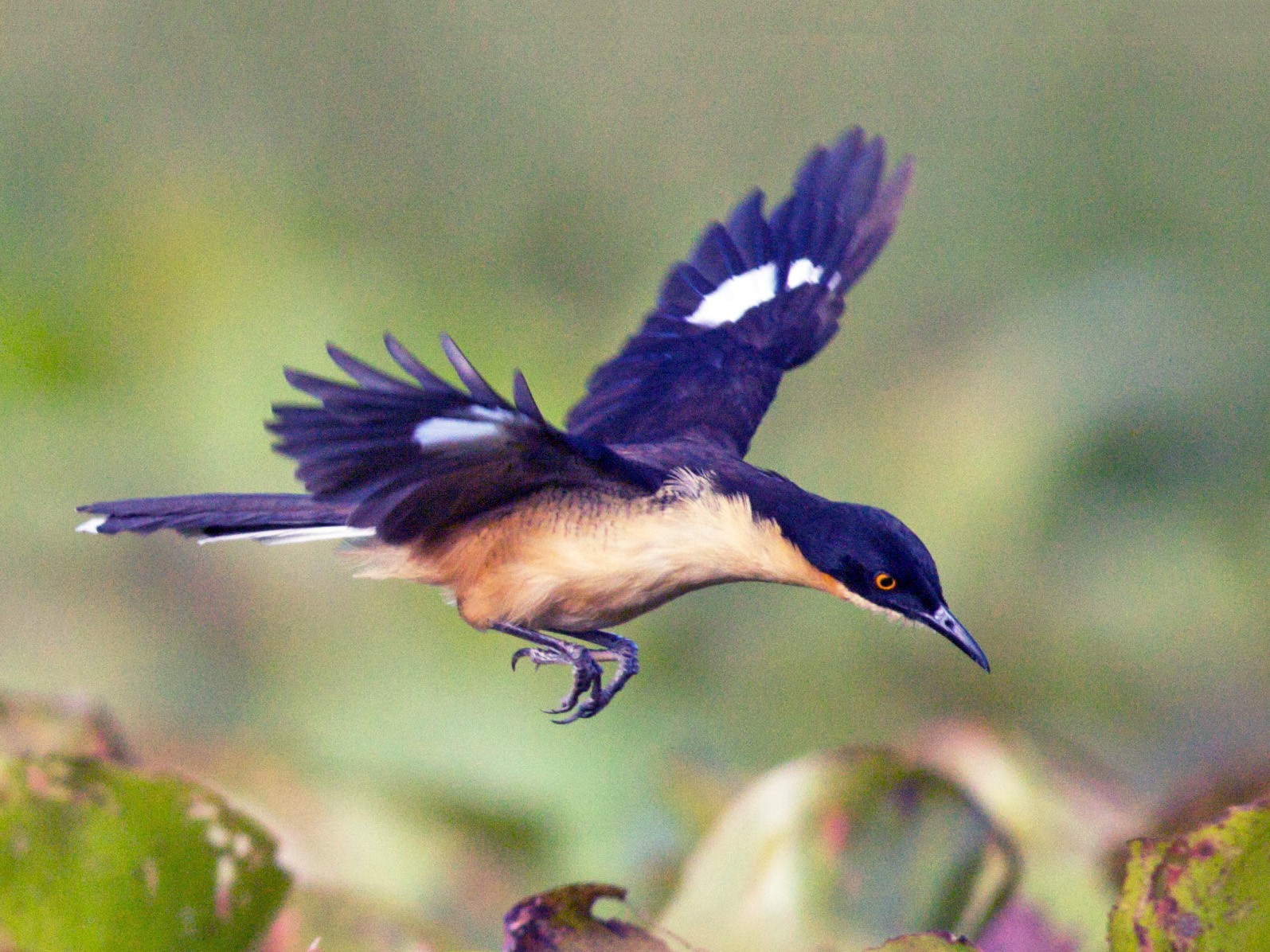 Black Birds with Blue Heads - Black-capped Donacobius