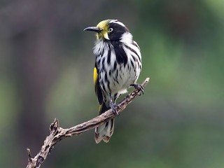  - New Holland Honeyeater