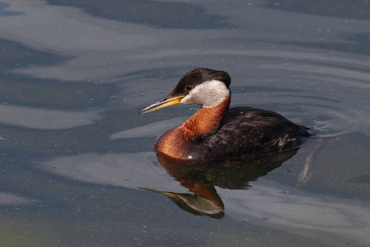 Red-necked Grebe - ML582951861
