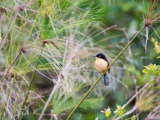  - Black-capped Donacobius