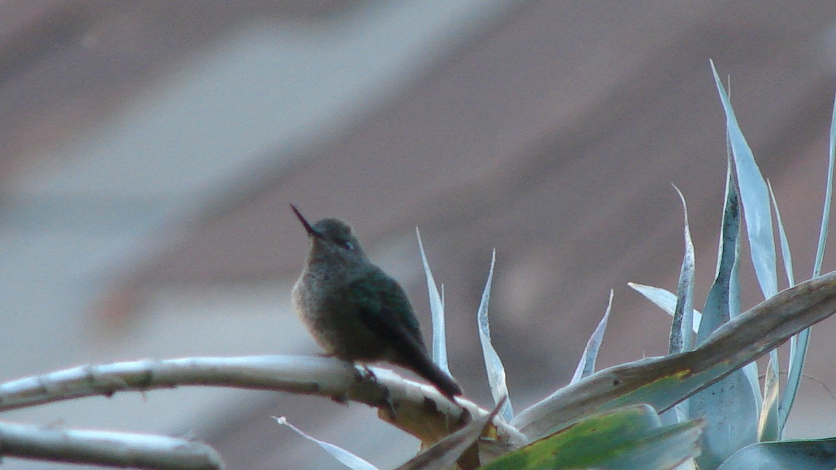 Green-backed Firecrown - ML58295321