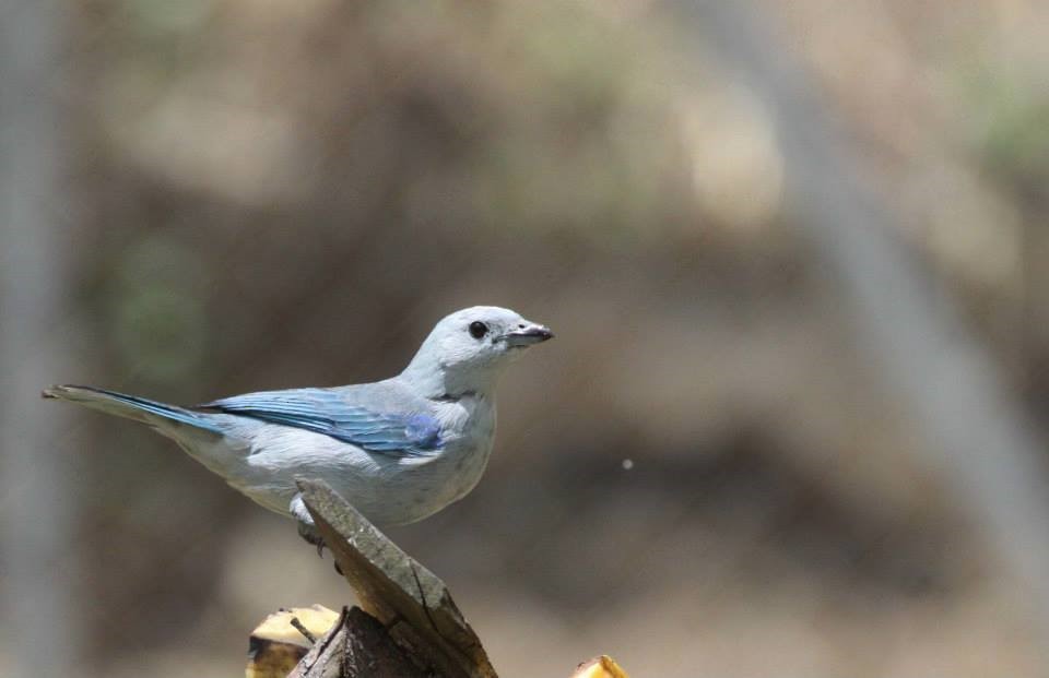 Blue-gray Tanager - ML582956601