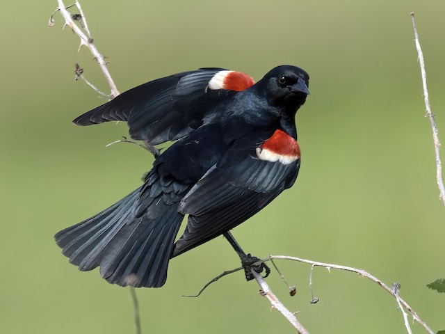 Red-winged Blackbird Identification, All About Birds, Cornell Lab of  Ornithology