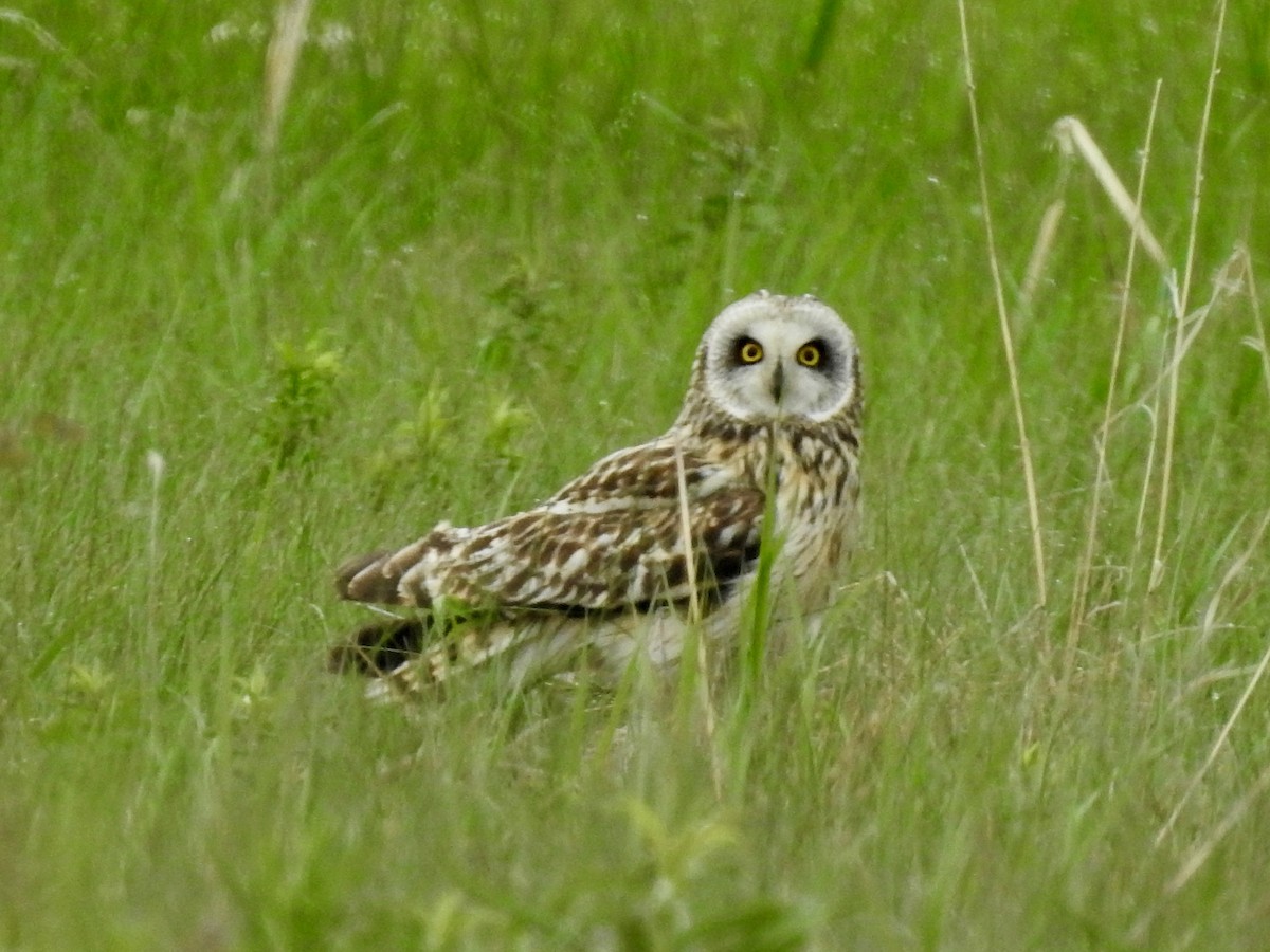 Short-eared Owl - ML582957841