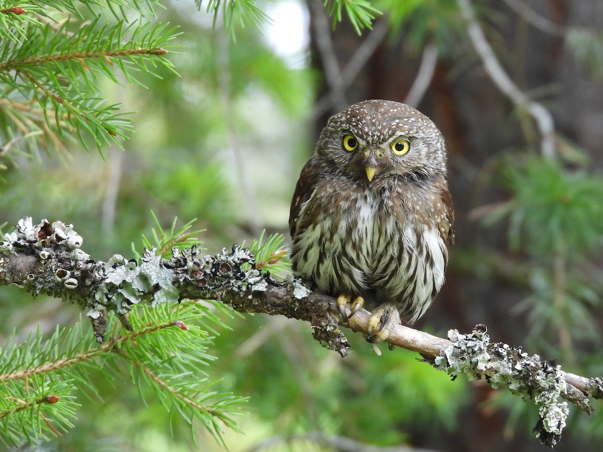 Northern Pygmy-Owl - ML582959031