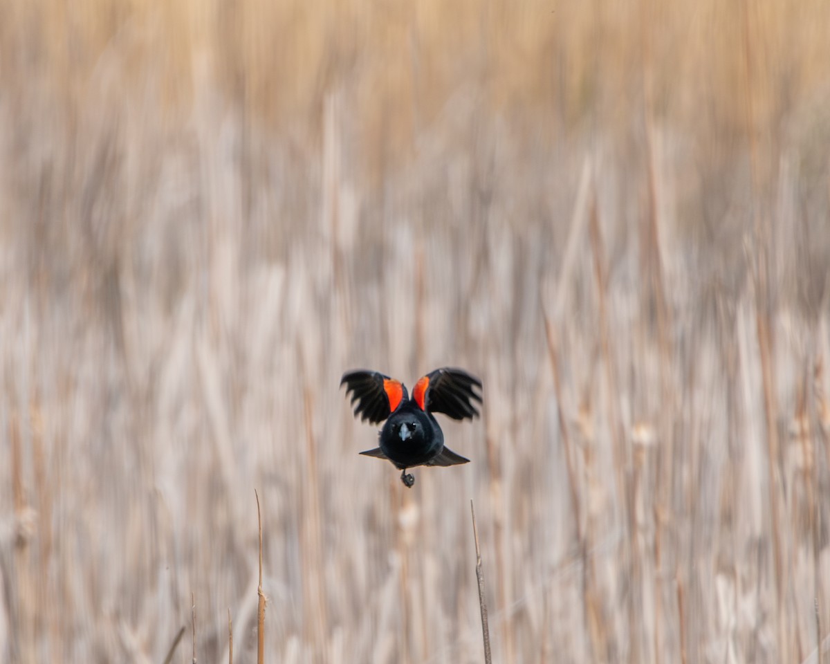 Red-winged Blackbird - ML582959411