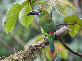  - Crimson-rumped Toucanet