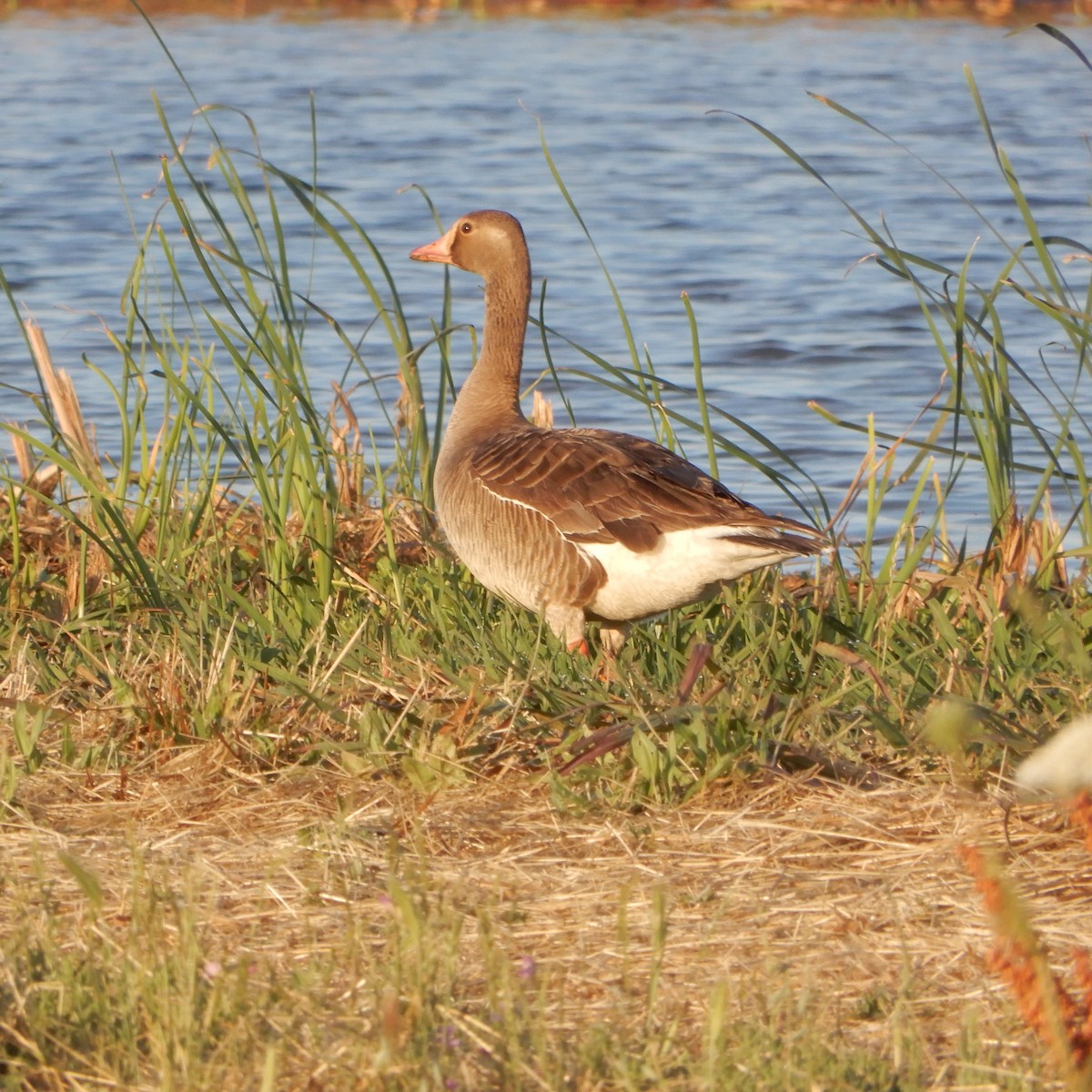Greater White-fronted Goose - Mark Martucci