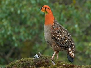  - Blyth's Tragopan