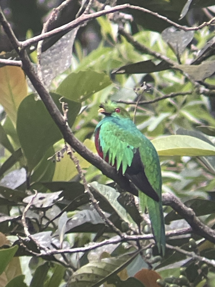 Crested Quetzal - ML582963731