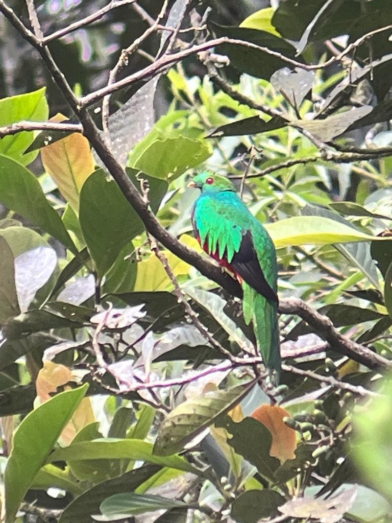 Crested Quetzal - ML582963741