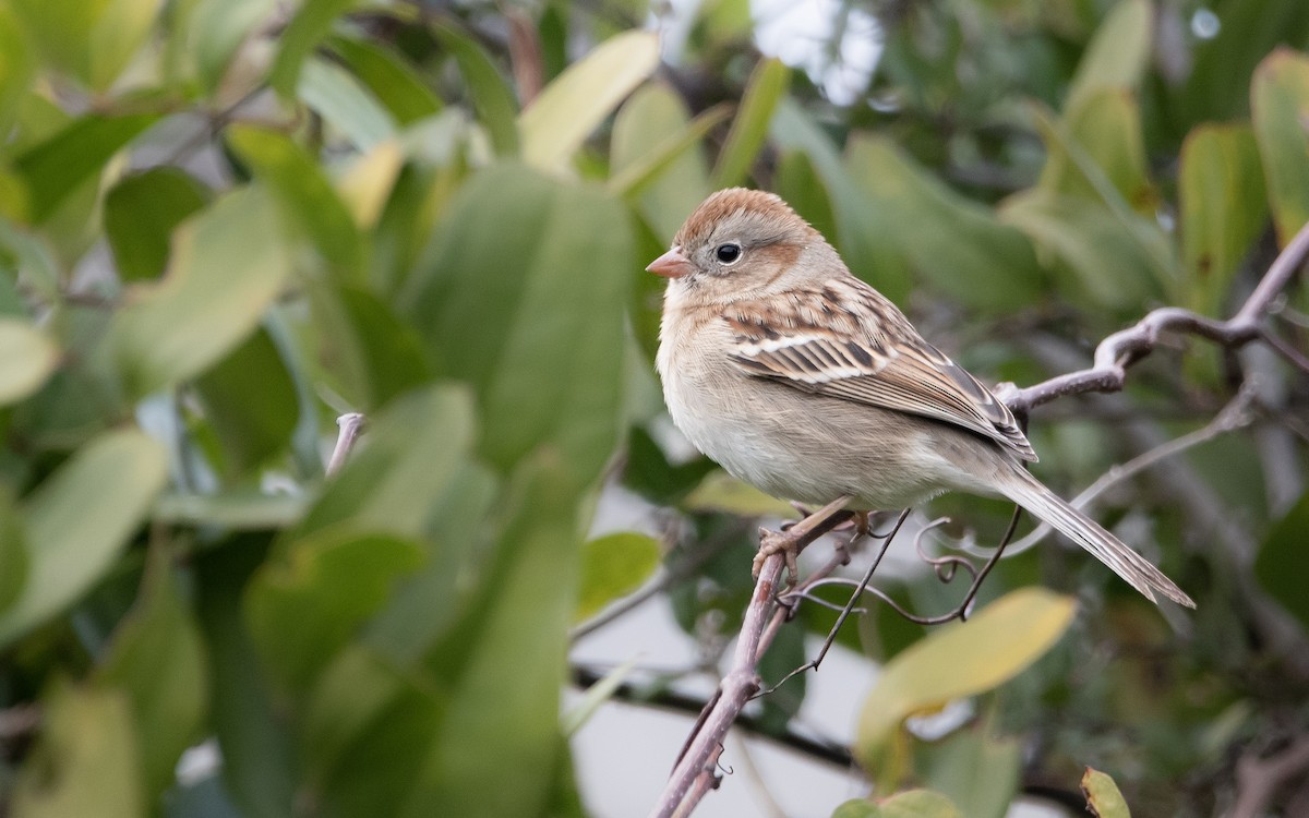 Field Sparrow - ML582968101