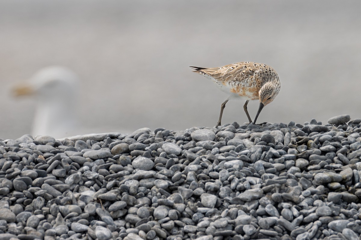 Red Knot - ML582970121