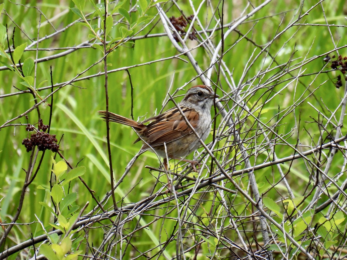 Swamp Sparrow - ML582972021