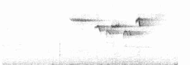 amerikatrekryper - ML582975511