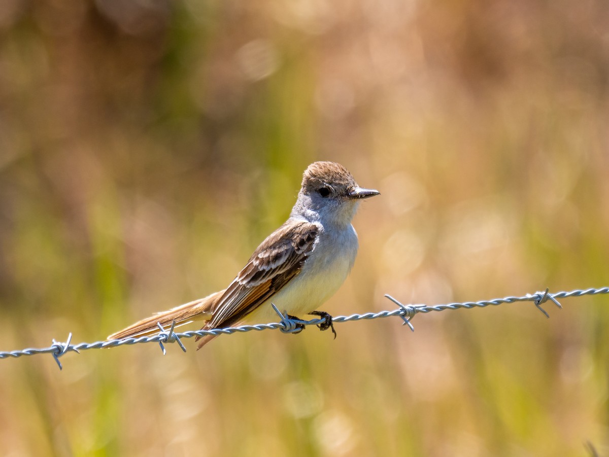 Ash-throated Flycatcher - ML582979571