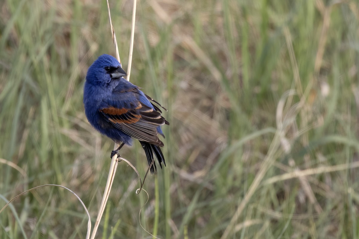 Blue Grosbeak - ML582979641
