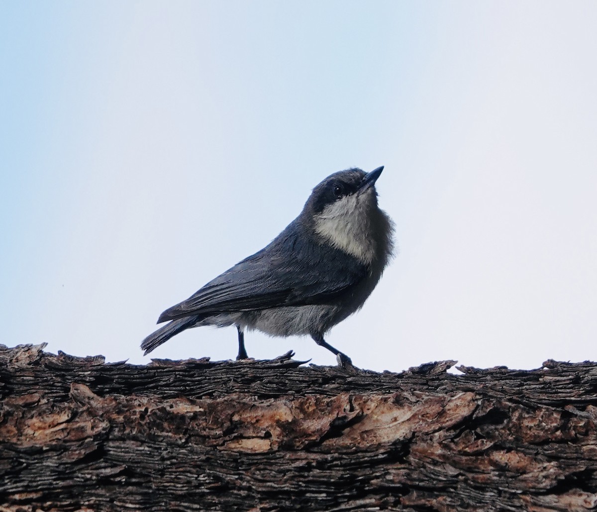 Pygmy Nuthatch - ML582979811