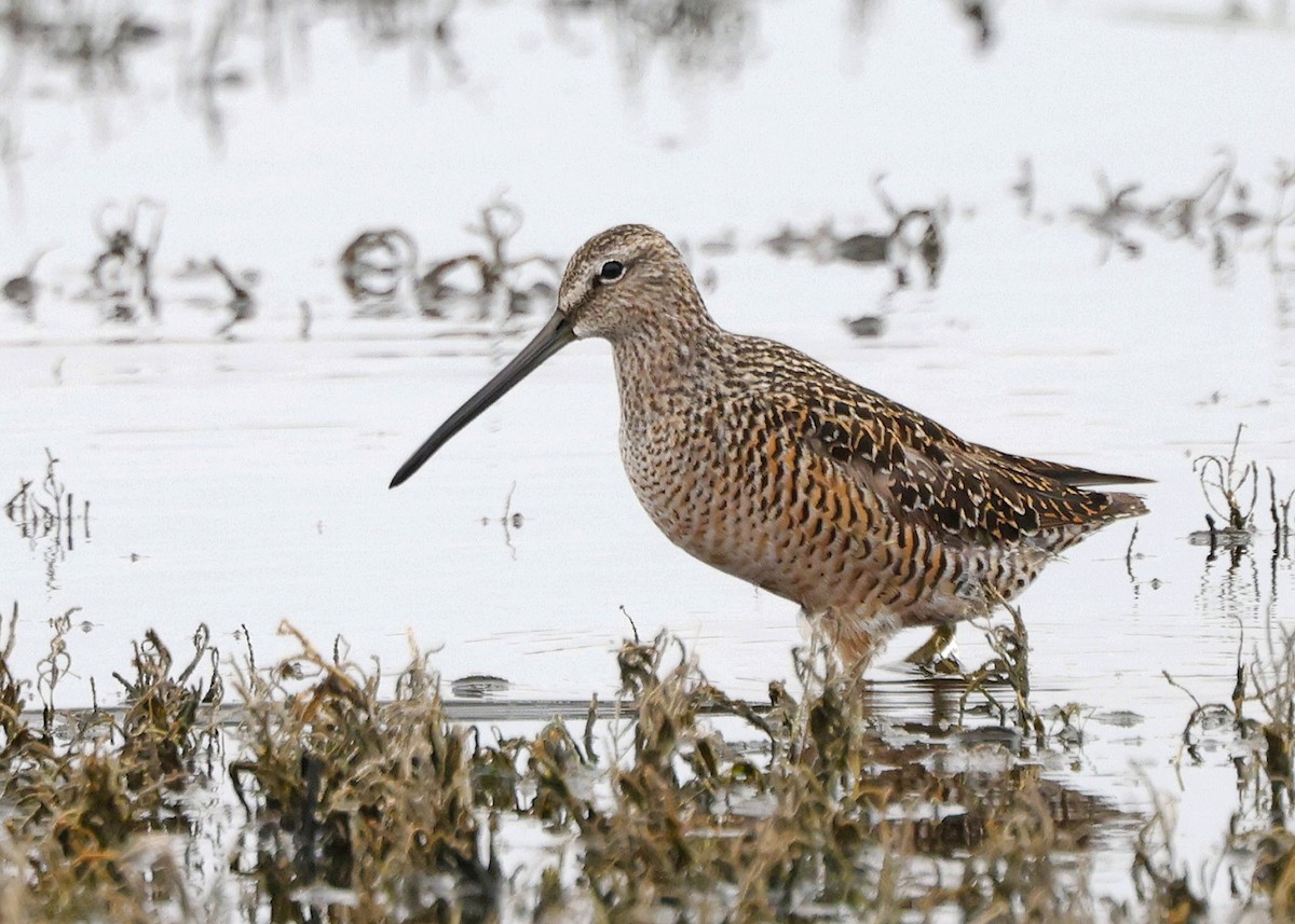 Long-billed Dowitcher - ML582981231