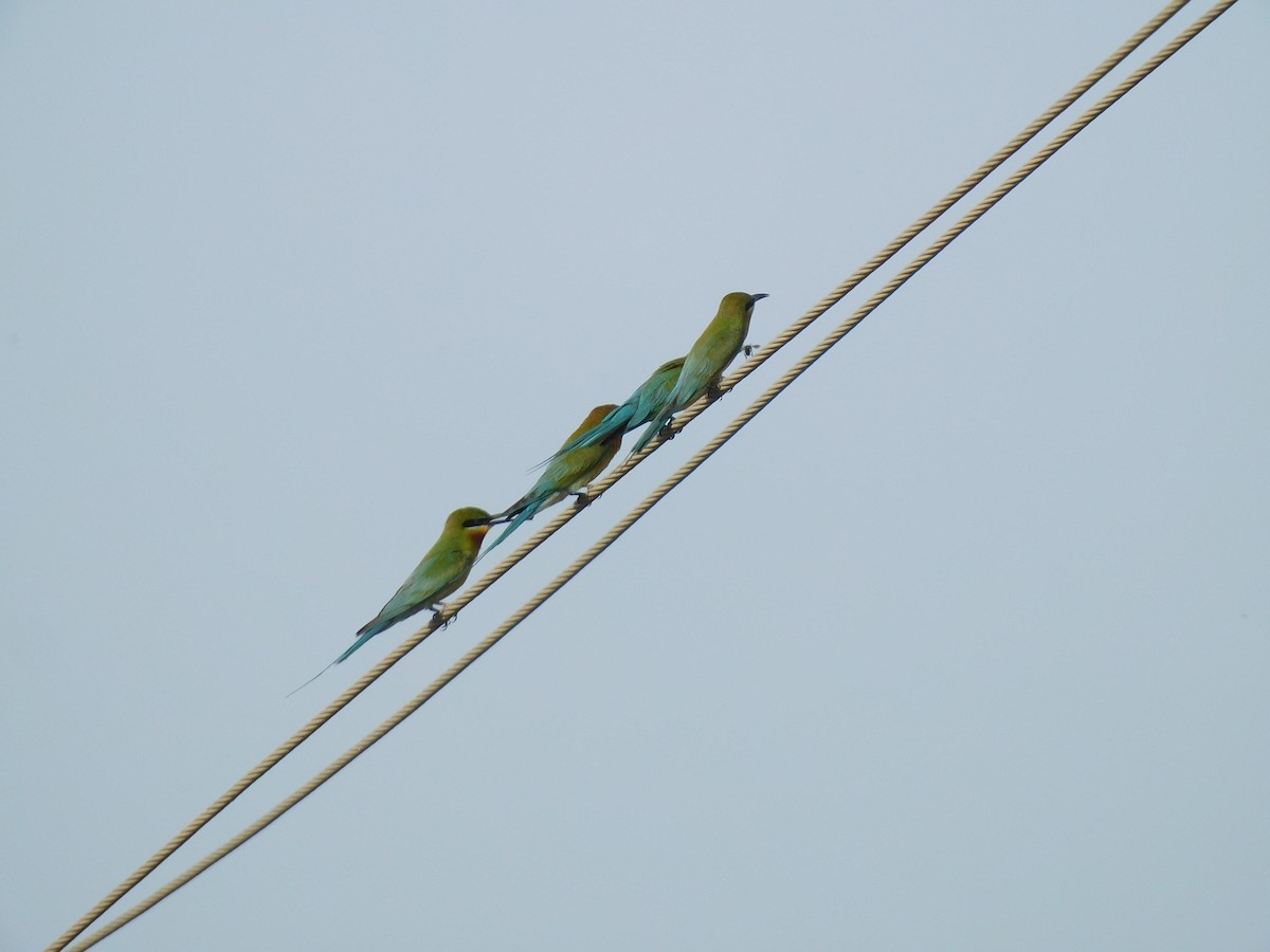 Blue-tailed Bee-eater - ML582984291