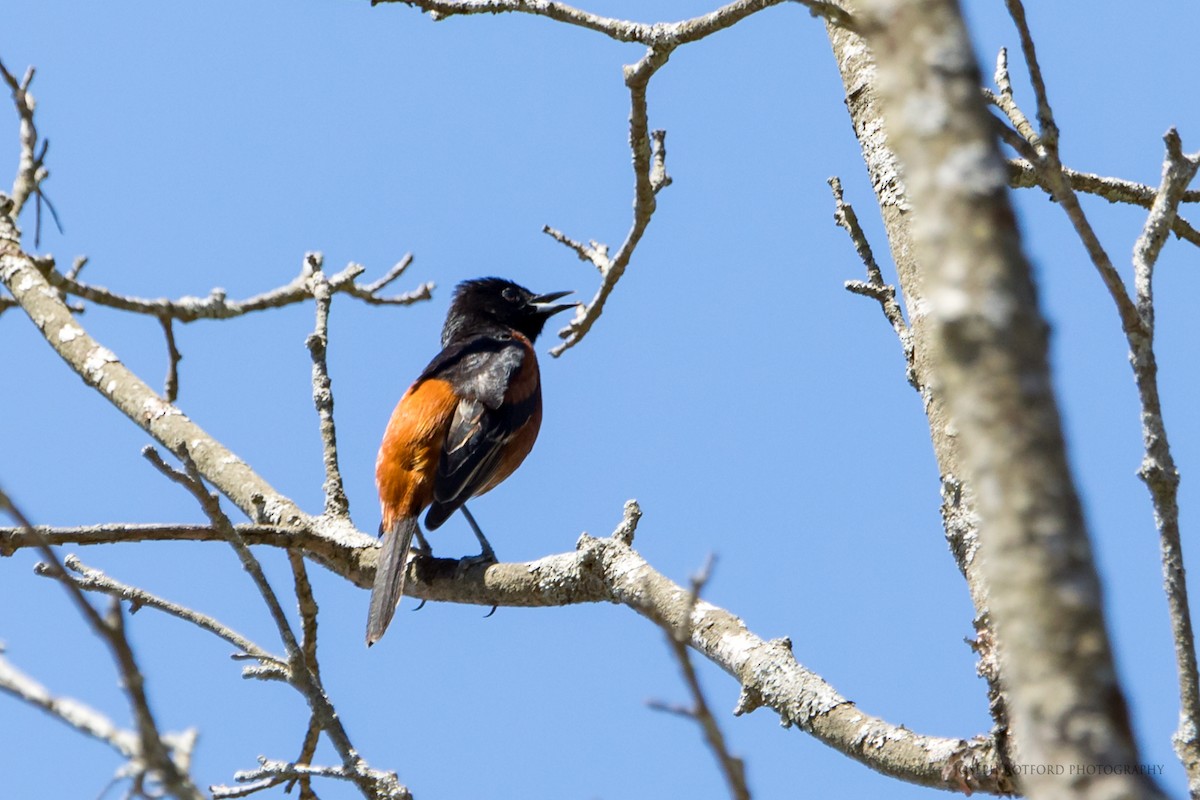 Orchard Oriole - ML58299051