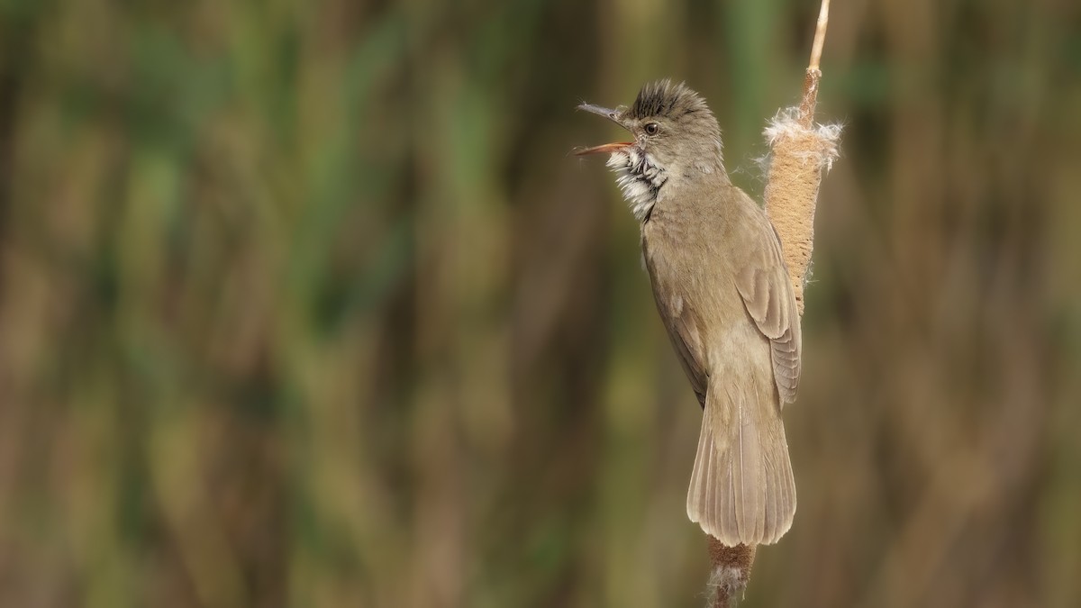 Great Reed Warbler - Rui Pereira | Portugal Birding