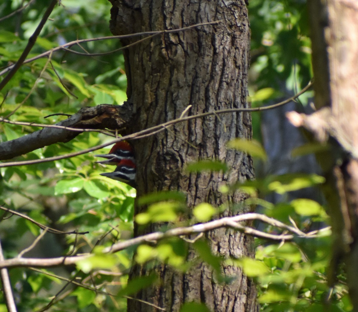 Pileated Woodpecker - ML582994751
