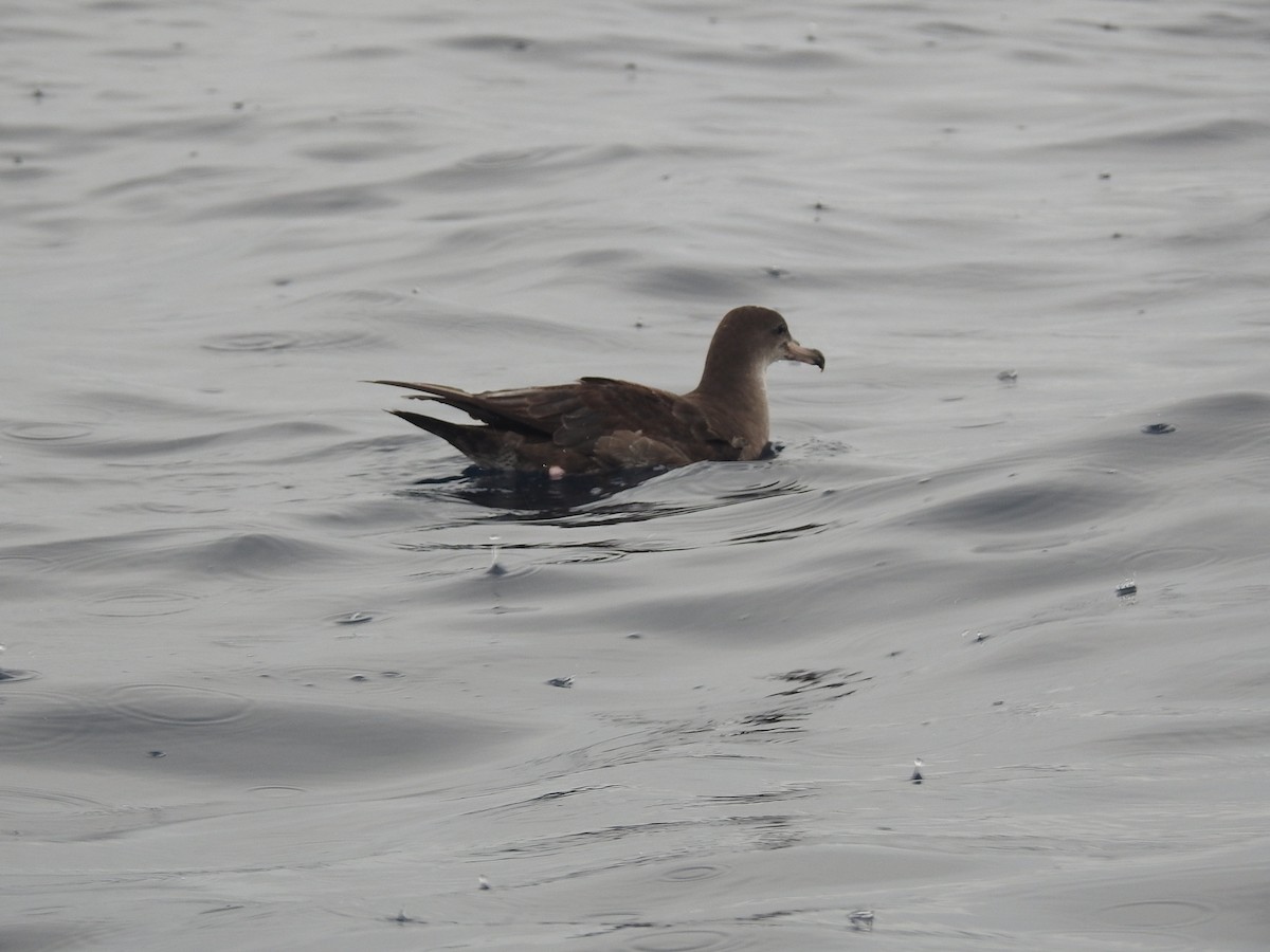 Pink-footed Shearwater - ML582994951