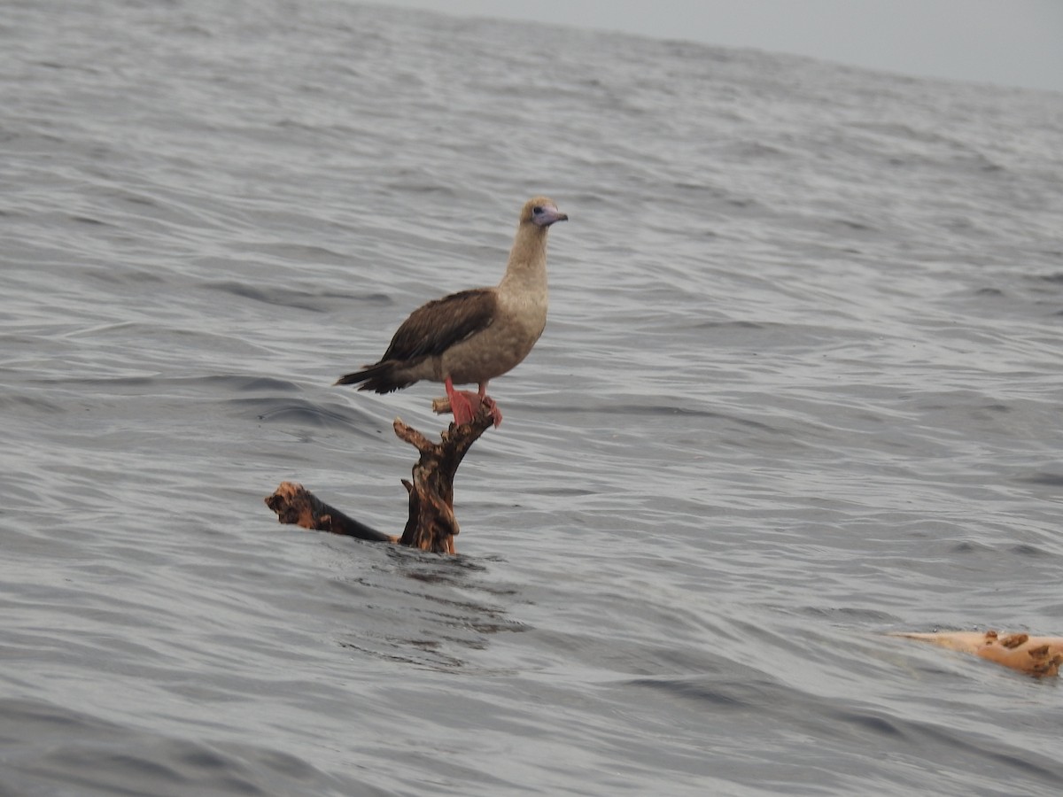 Red-footed Booby - ML582998591