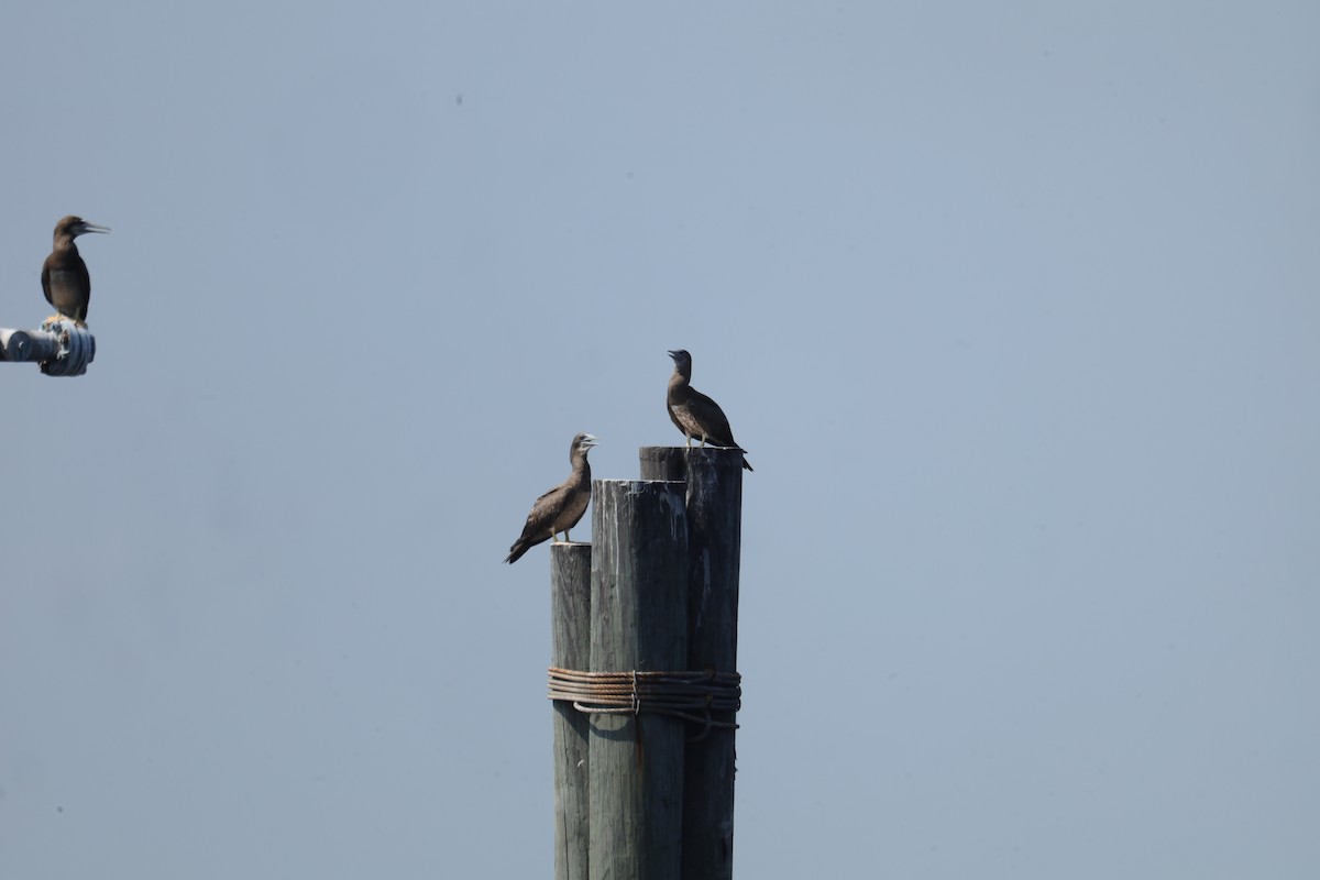 Brown Booby - ML582998611