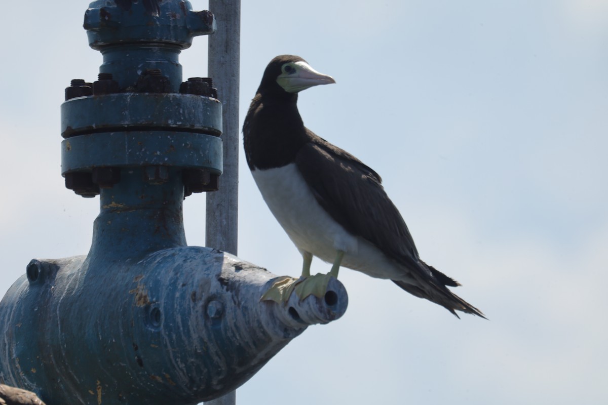 Brown Booby - ML582998621