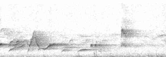 Beyaz Belli Şama [malabaricus grubu] - ML5830
