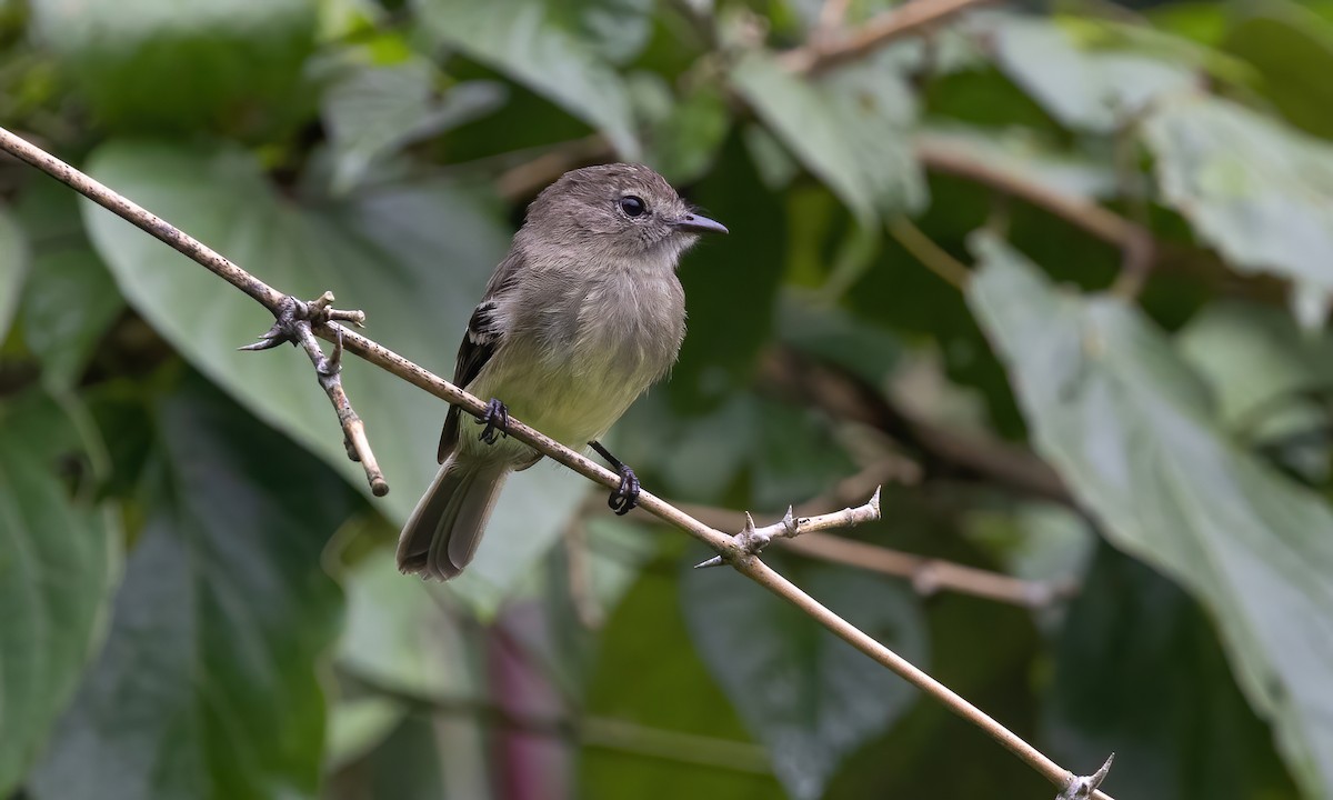 Olive-chested Flycatcher - ML583000011