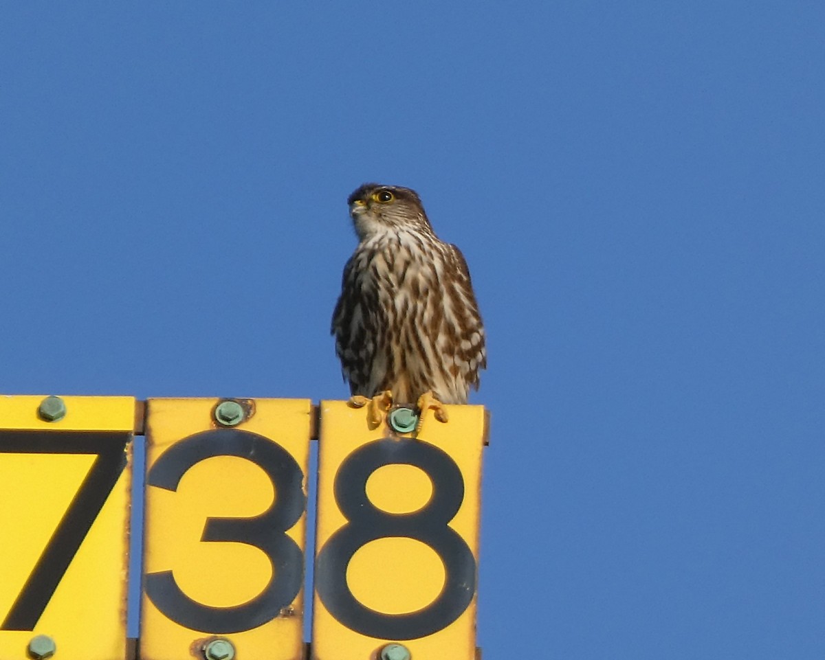 eBird Checklist 9 Jun 2023 Greenlawn Memorial Park Cemetery, Akron