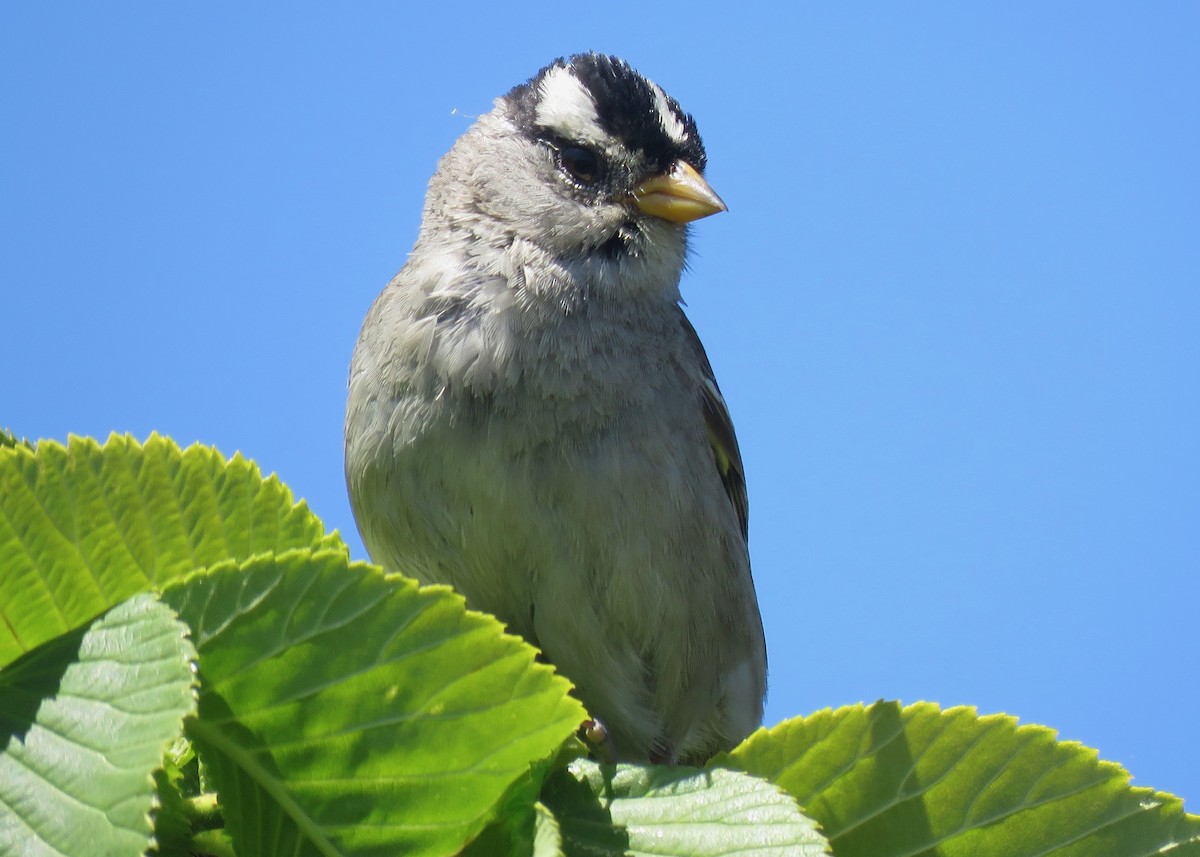 White-crowned Sparrow - ML583002541
